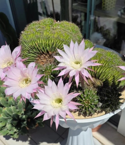 Echinopsis cristata - , e