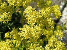 Woad - Woad di tintore -