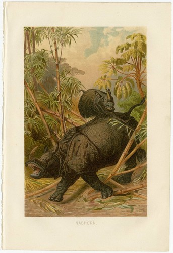 Rinoceronte indiano giungla