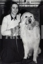 Foto vintage Cani, Cane Pastore dei Pirenei, Stampa 21 x 15 cm