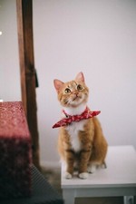Gattino che gioca immagine