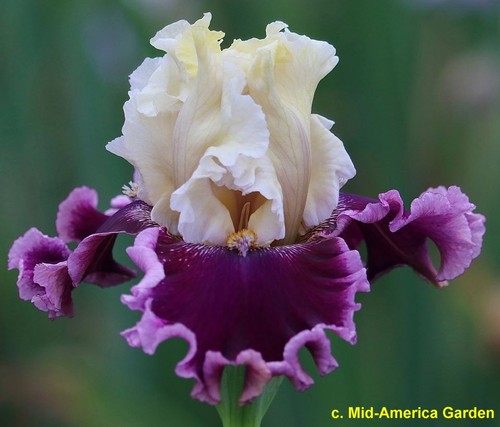 Iris edge of happiness - 'edge,