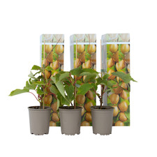 3 Pianta di kiwi Actinidia