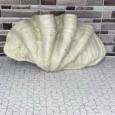 Guscio di artiglio gigante in