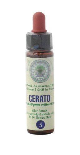 Cerato princeps fiori di - cerato, nr.