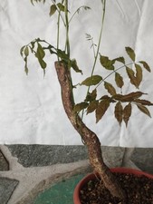 Bonsai di Glicine 41x15cm In