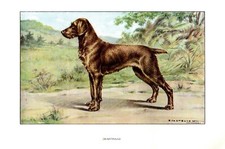 Stampa Antica CANE = DEUTSCHER DRAHTHAAR = Anni 30 = DOG Old Print (20)