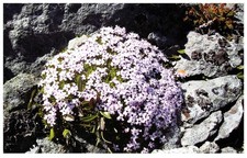 Servizio Lettore Cartoline