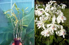 Epidendrum patens, orchidée, Orchid,