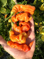 10 semi di peperoncino Sugar Rush Stripey + guida + omaggio