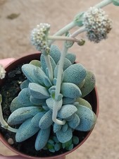 Crassula Tecta 8 CM Pianta