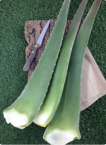 Aloe arborescens padre - kg,
