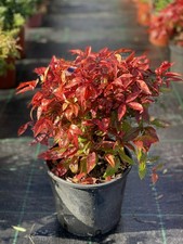 Nandina domestica fire power - nandina,