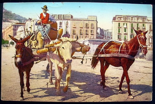 Italia 1928 napoli animali - italia,