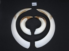 Pistola cinghiale (n. 1417)