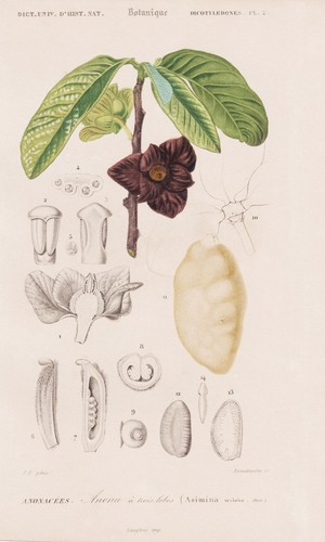 Asimina triloba papau - triloba, nord