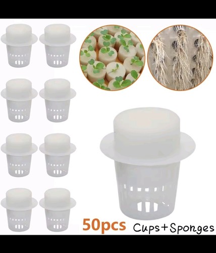 Cylinders sponges - 50,