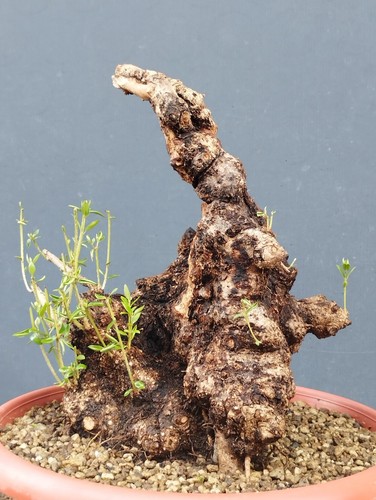 Bonsai olivastro 30x20cm - bonsai,