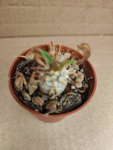 Pachypodium namaquanum - pachypodium,