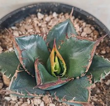 Agave titanota 绿犀牛