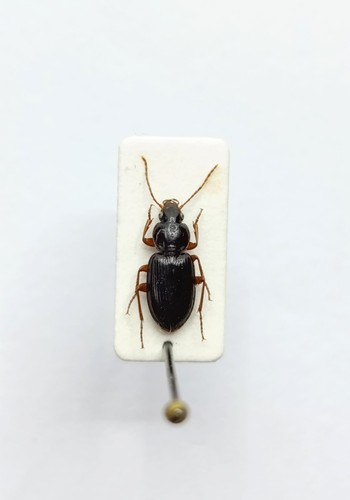 Entomology taxidermy - entomology,