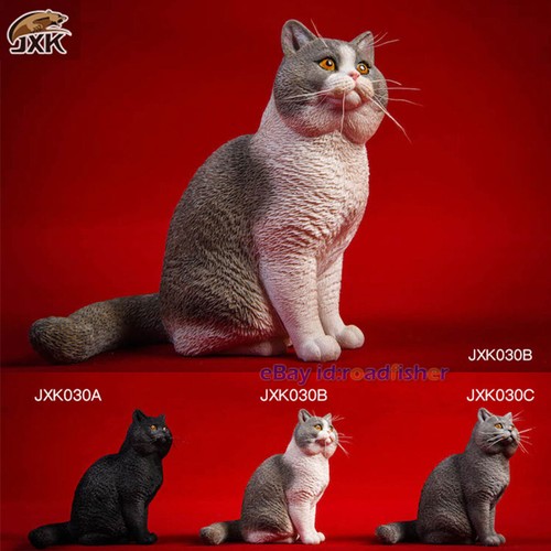 Jxk british shorthair - shorthair, cat
