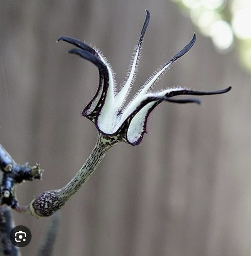 Ceropegia stapeliformis - , f