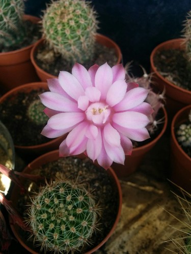 Pianta grassa gymnocalicium - pianta,