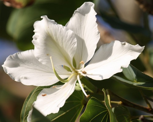 Rare graines bauhinia - 5,