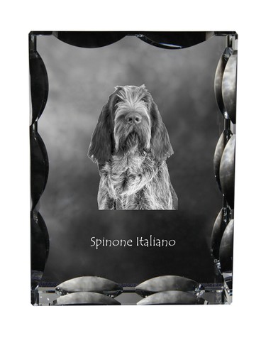 Spinone italiano cornice - , di