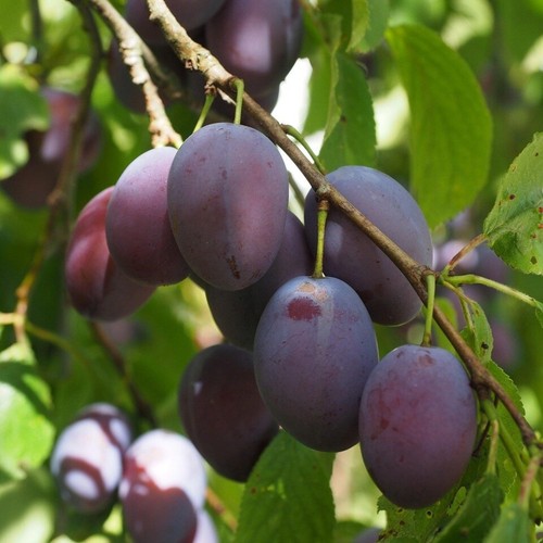 Pianta frutto susino - da,