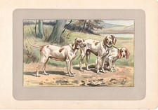 CANI razza CANE DI PORCELLANA