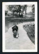 Adorable Boston Terrier Dog