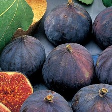 Pianta di Fico in varietà a scelta. Età 2 anni, altezza 140-170 cm. Ficus carica