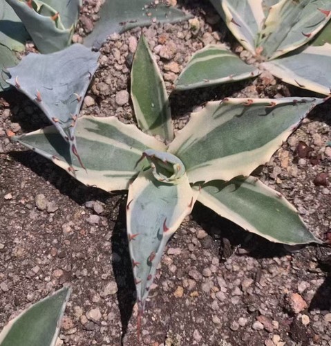 Vendita raro cactus agave - cactus,