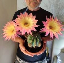 Echinopsis-TRICO CEREUS