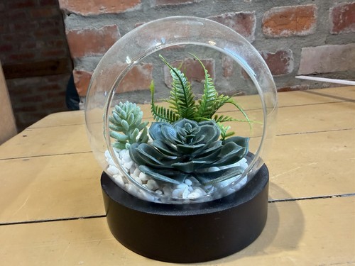 Arte succulenta campana vetro - succulenta,