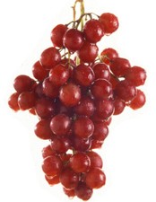 Pianta di UVA VITE innestata