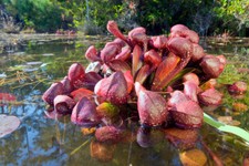 Sarracenia psittacina pianta - sarracenia,