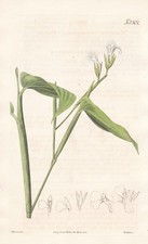 Maranta Arundinacea arrowroot