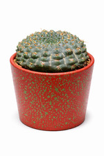 Gymnocalycium artigas SEEDS -