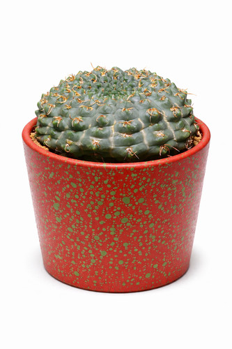Gymnocalycium artigas seeds - gymnocalycium,