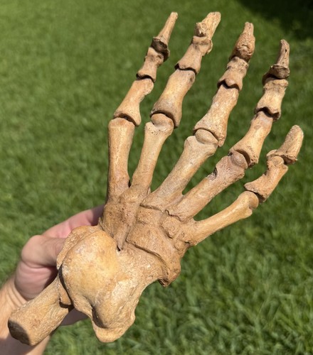*RARAMENTE OFFERTO* XL Zampa