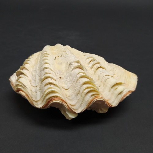 Conchiglia tridacna naturale - conchiglia,