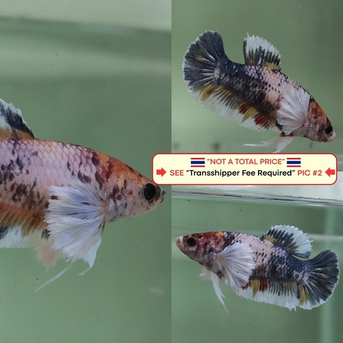 Live betta fish - betta,