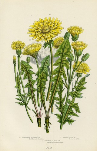 Stampa botanica antica 1899 - stampa,
