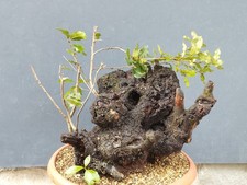 Bonsai Leccio Robusta 35x30 cm