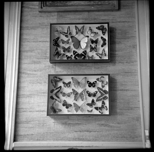 Morta farfalle cornici - morta,