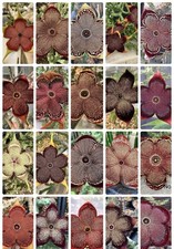 15 Seeds Edithcolea Grandis