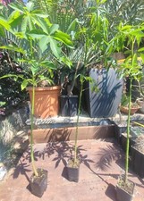 Ceiba speciosa Chorisia kapok plant albero bottiglia bonsai SUD AMERICA 